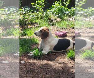 Beagle Dogs for adoption in Seven Valleys, PA, USA