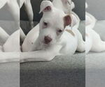 Small #14 American Staffordshire Terrier-Labrador Retriever Mix