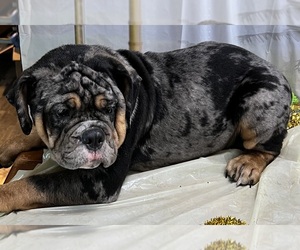 Olde English Bulldogge Puppy for sale in LORAIN, OH, USA