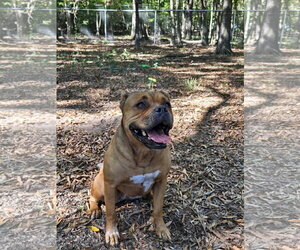 Roxie - Female American Staffordshire Terrier-Boxer Mix Dog for Adoption - Photo #4
