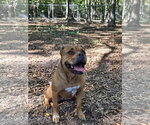 Small Photo #4 American Staffordshire Terrier-Boxer Mix Puppy For Sale in Albemarle, NC, USA