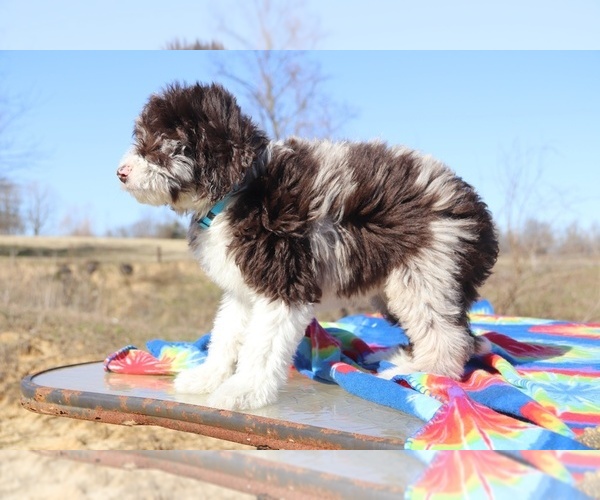 Medium Photo #6 Aussiedoodle Puppy For Sale in UNION CITY, TN, USA