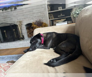 Dandy - Female Labrador Retriever-Unknown Mix Dog for Adoption - Photo #2