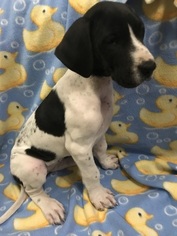 Great Dane Puppy for sale in COPPERAS COVE, TX, USA