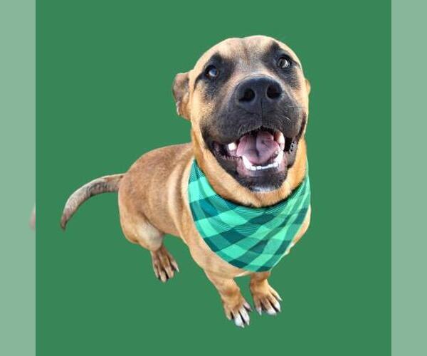 Medium Photo #1 Mutt Puppy For Sale in Bakersfield, CA, USA