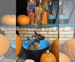 Small Photo #17 Belgian Malinois Puppy For Sale in HOUSTON, TX, USA