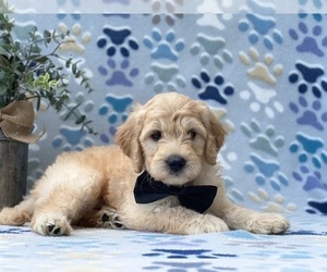 Goldendoodle (Miniature) Puppy for sale in LANCASTER, PA, USA