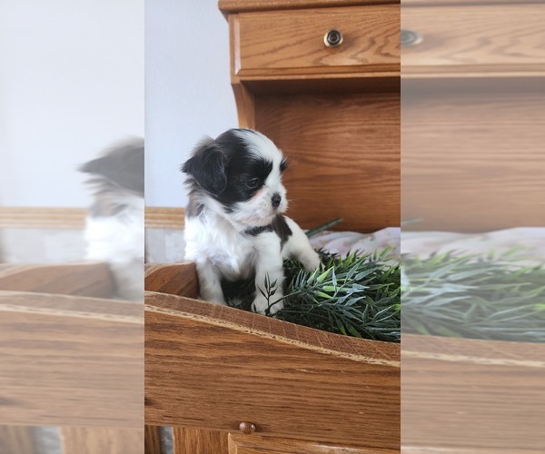 Medium Photo #2 Shih Tzu-Zuchon Mix Puppy For Sale in GREENWOOD, WI, USA