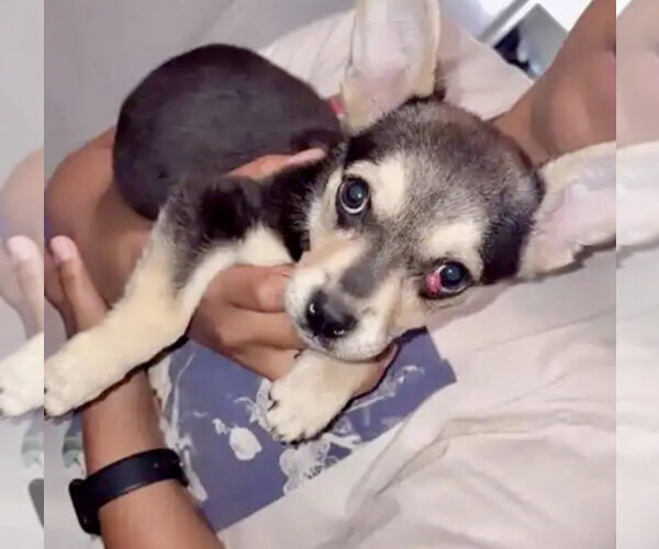 Medium Photo #5 French Bullhuahua Puppy For Sale in Mesa, AZ, USA