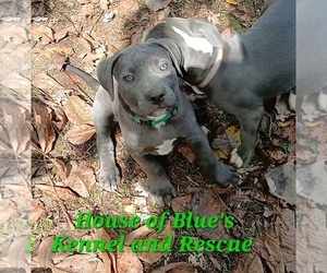 Medium American Pit Bull Terrier