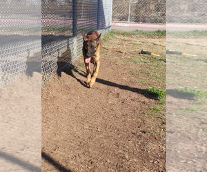 Stormy Skye - Located in OK - Female Holland Shepherd Dog for Adoption - Photo #4