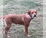Small #1 Labrador Retriever Mix