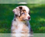 Small Photo #5 Australian Shepherd Puppy For Sale in EASTON, MO, USA
