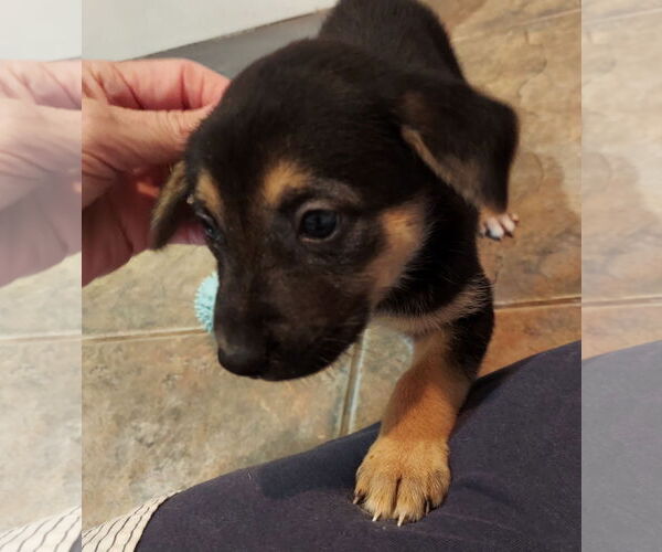 Medium Photo #4 Labrador Retriever-Unknown Mix Puppy For Sale in The Woodlands, TX, USA