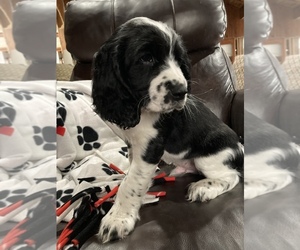 Medium English Springer Spaniel