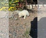 Small Photo #11 German Shepherd Dog Puppy For Sale in GREENWOOD, WI, USA