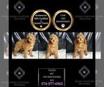 Puppy Nacho AKC Poodle (Miniature)