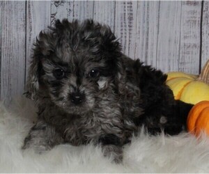 Cavapoo-Poodle (Standard) Mix Puppy for sale in FREDERICKSBURG, OH, USA