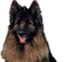 Small Photo #1 King Shepherd Puppy For Sale in GRAND CANYON CAVERNS, AZ, USA