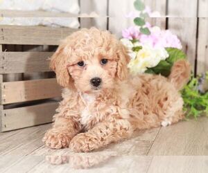 Cavapoo Puppy for sale in MOUNT VERNON, OH, USA