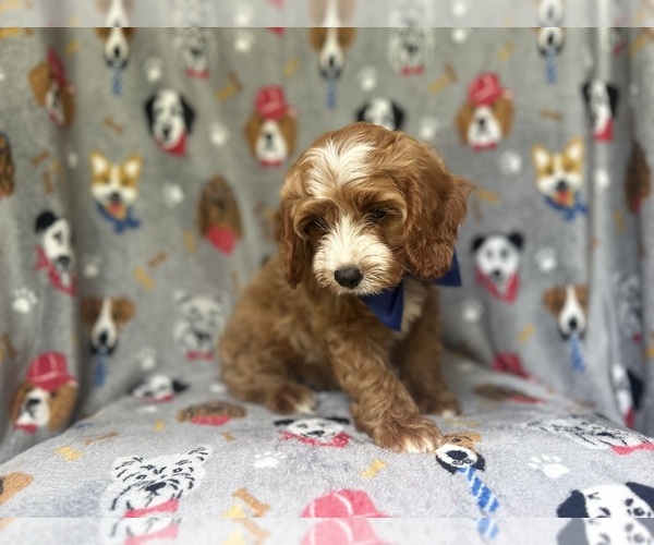 Medium Photo #10 Cavapoo Puppy For Sale in LAKELAND, FL, USA