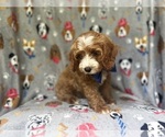 Small #9 Cavapoo