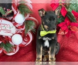 Australian Cattle Dog Puppy for sale in LANCASTER, PA, USA