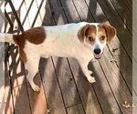 Small Photo #9 English Foxhound-Unknown Mix Puppy For Sale in Cary, NC, USA