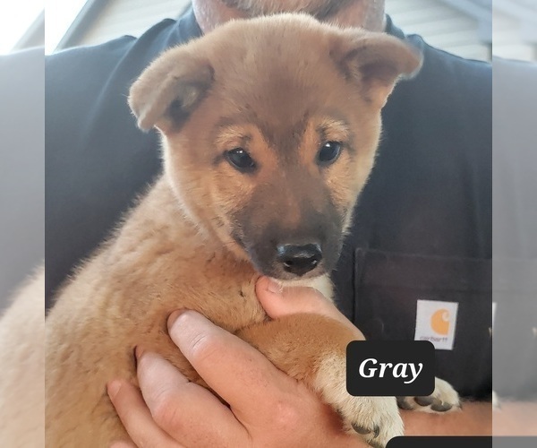 Medium Photo #1 Shiba Inu Puppy For Sale in BERESFORD, SD, USA