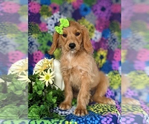 Goldendoodle (Miniature) Puppy for sale in QUARRYVILLE, PA, USA