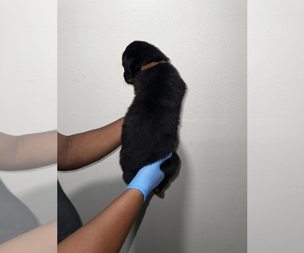 Medium Photo #3 Rottweiler Puppy For Sale in BATON ROUGE, LA, USA