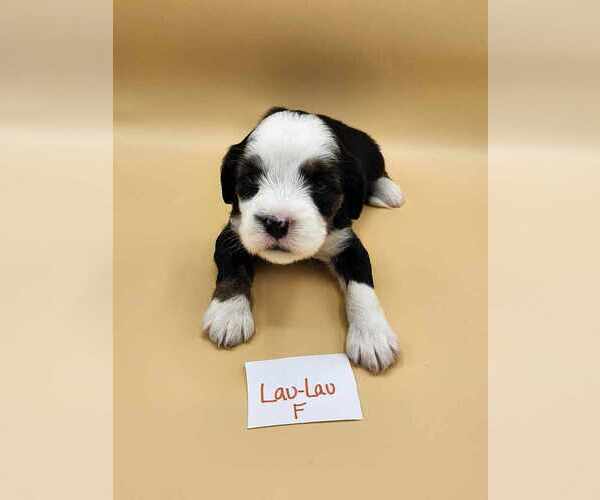 Medium Photo #4 Tibetan Terrier Puppy For Sale in DORENA, OR, USA