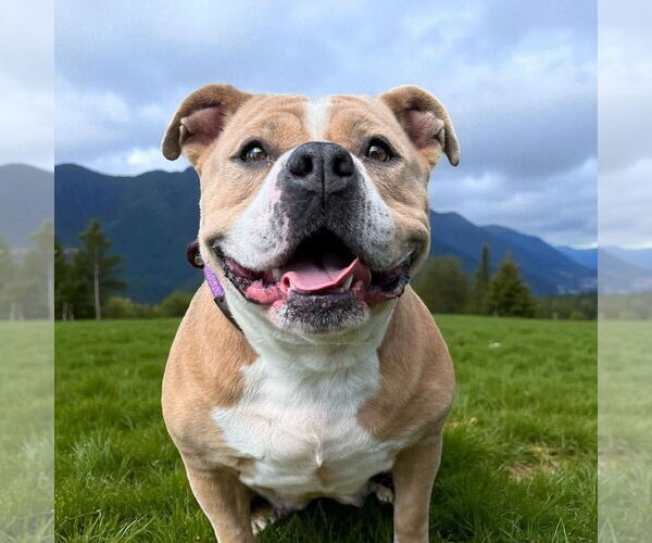 Medium Photo #2 American Pit Bull Terrier Puppy For Sale in Glen Allen, VA, USA