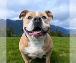 Small #1 American Pit Bull Terrier