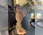 Small Photo #2 Great Dane Puppy For Sale in AMELIA, VA, USA
