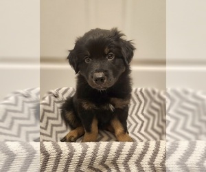 Australian Shepherd Puppy for sale in HILLIARD, FL, USA