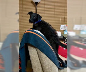 Chi-Poo (Miniature) Dogs for adoption in Mesa, AZ, USA