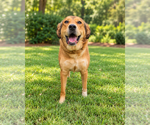 Aussiedor Dogs for adoption in McKinney, TX, USA