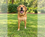 Eevee - Female Aussiedor Dog for Adoption - Small photo