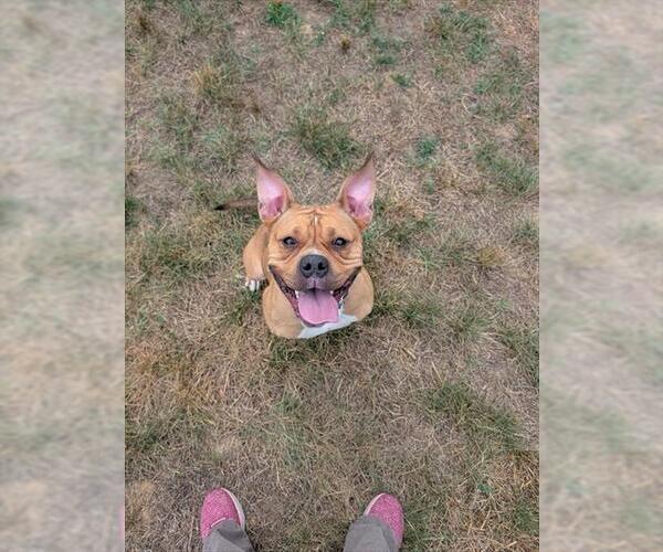 Medium Photo #2 Mutt Puppy For Sale in Forestville, MD, USA