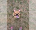 Small #1 Mutt