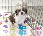 Small Photo #9 Havashire Puppy For Sale in ORO VALLEY, AZ, USA