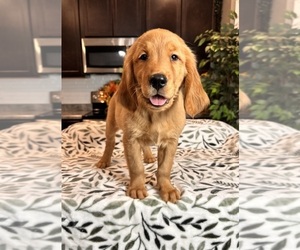 Golden Retriever Puppy for sale in GREENWOOD, IN, USA