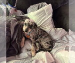 Small Photo #3 Aussiedoodle Miniature  Puppy For Sale in Holly Springs, NC, USA