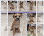 Small #1 Border Terrier Mix