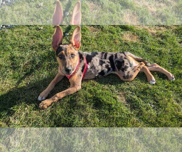 Medium Photo #10 Catahoula Leopard Dog-Unknown Mix Puppy For Sale in St. Louis Park, MN, USA