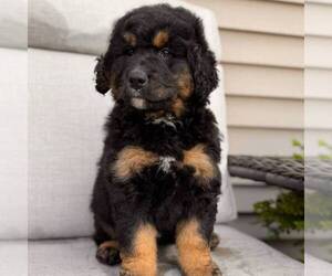 Bernedoodle (Miniature) Puppy for sale in GAP, PA, USA