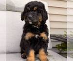 Small Bernedoodle (Miniature)