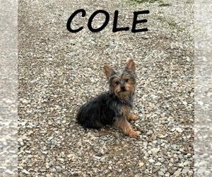 YorkiePoo Puppy for sale in HARTLAND, MN, USA