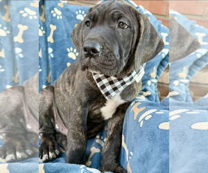 Mutt Dogs for adoption in Goodyear, AZ, USA